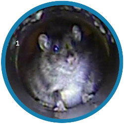 A drain survey can help you with rats in your Bexley property