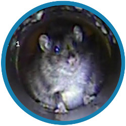 A drain survey can help you with rats in your property