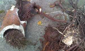 Drains blocked by root ingress